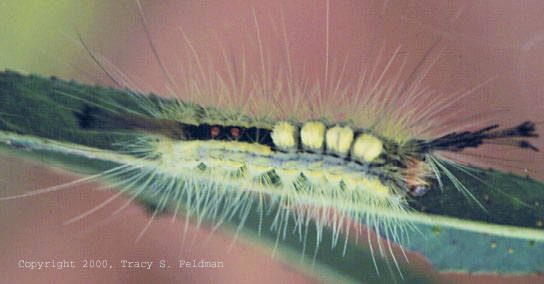  White marked tussock moth 